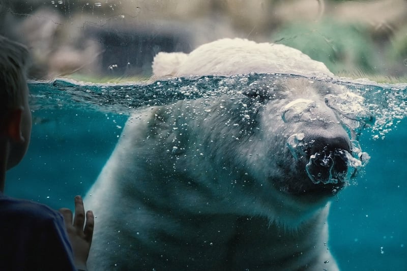 Polar Bear Watching